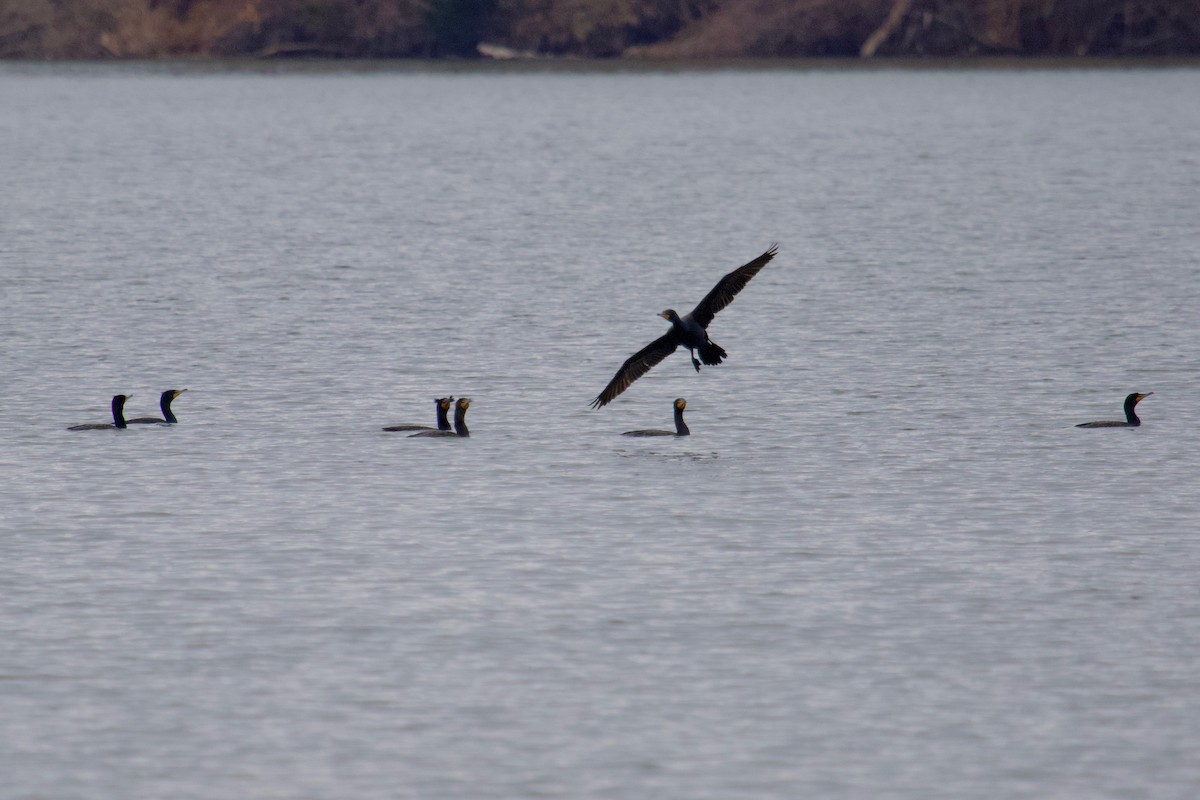 Cormoran à aigrettes - ML149157821