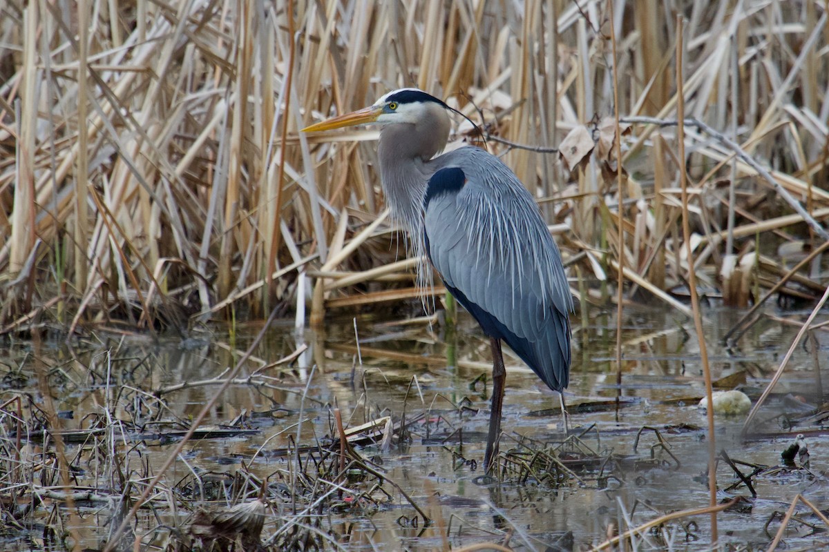 Great Blue Heron - ML149157951