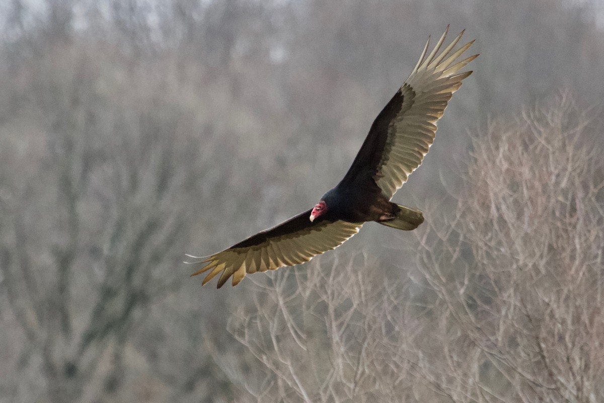 Turkey Vulture - ML149158121
