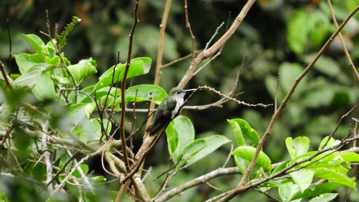 Colibrí Pechigrís - ML149159171