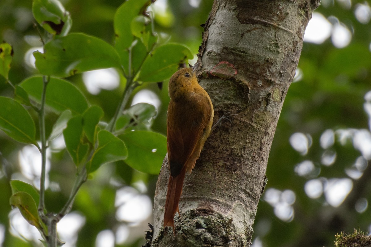Olivaceous Woodcreeper - Victor Castanho