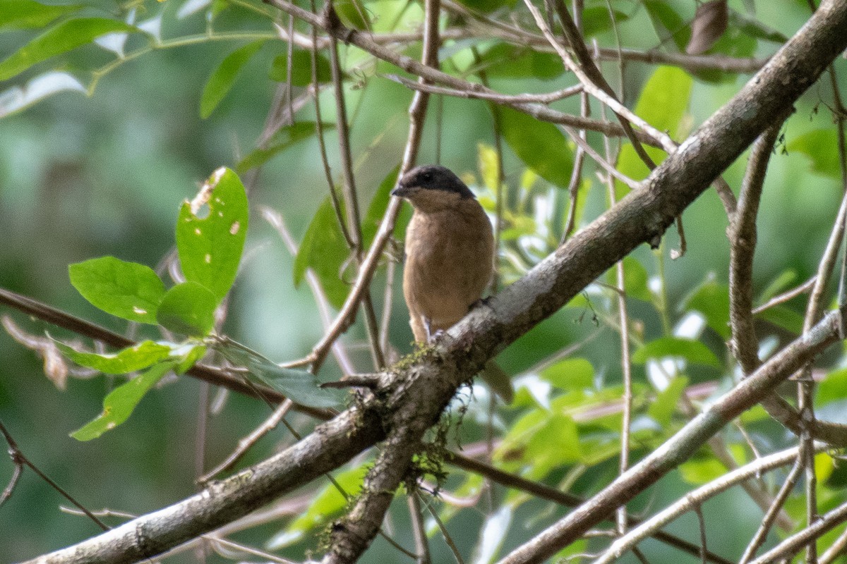 Fawn-breasted Tanager - Victor Castanho