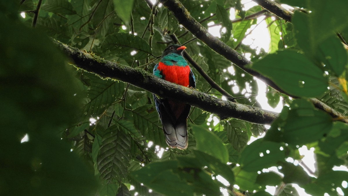Quetzal pavonin - ML149161571