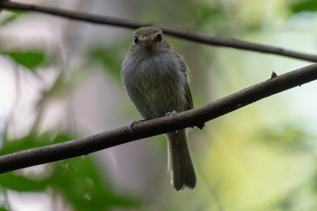 Drab-breasted Pygmy-Tyrant - Victor Castanho