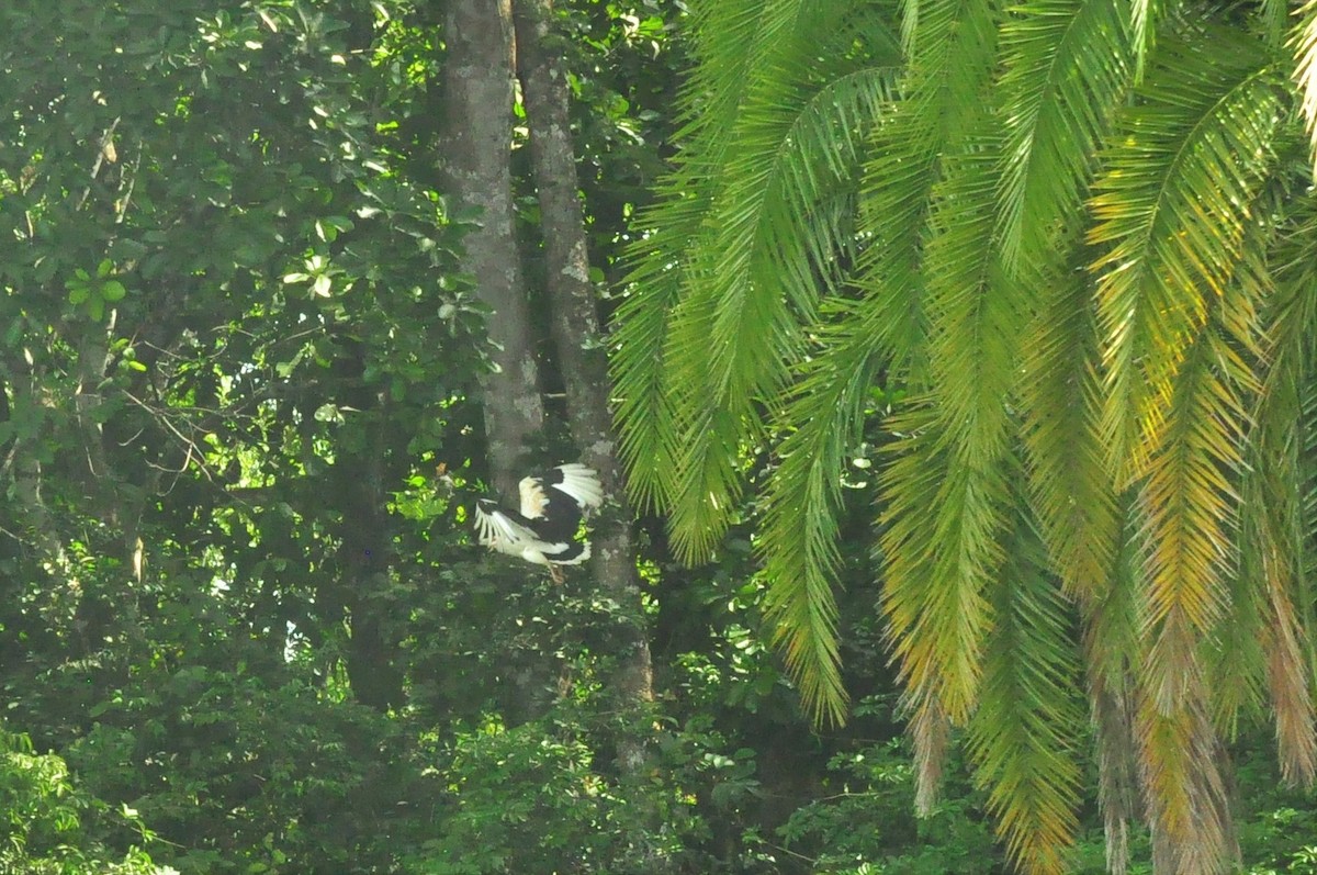 Palm-nut Vulture - ML149162691