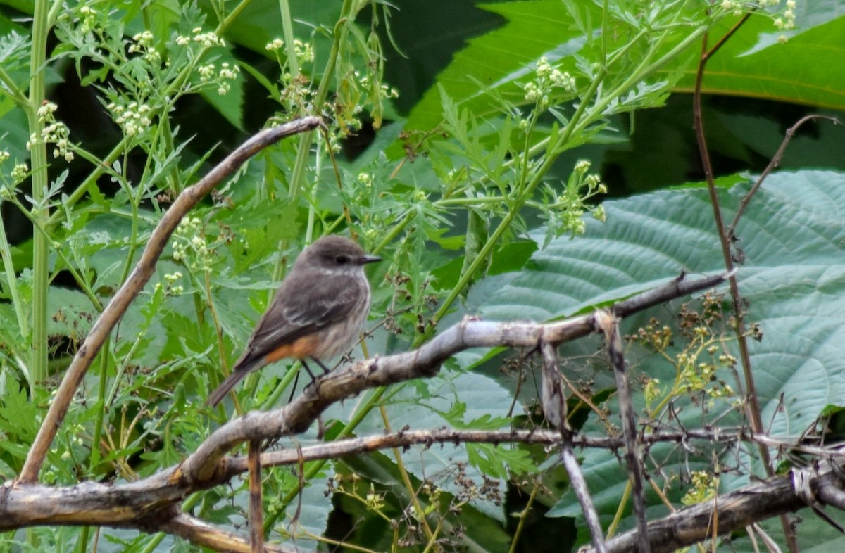 Vermilion Flycatcher - ML149164711