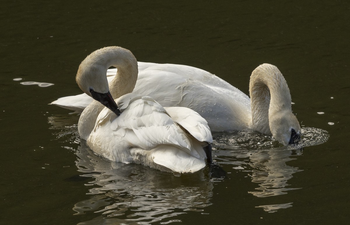 Cygne trompette - ML149164941