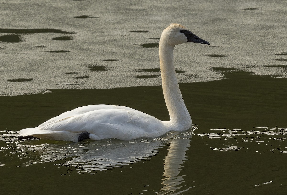 Trumpeter Swan - ML149164951