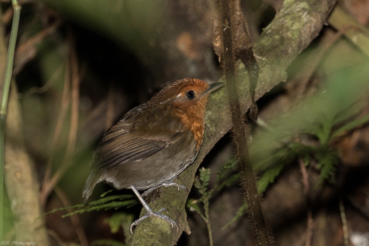 Chestnut-crowned Gnateater - ML149167581