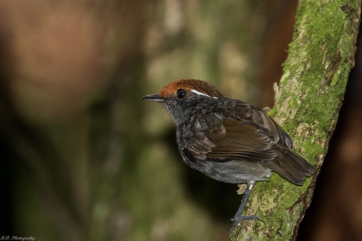 Chestnut-crowned Gnateater - ML149167591