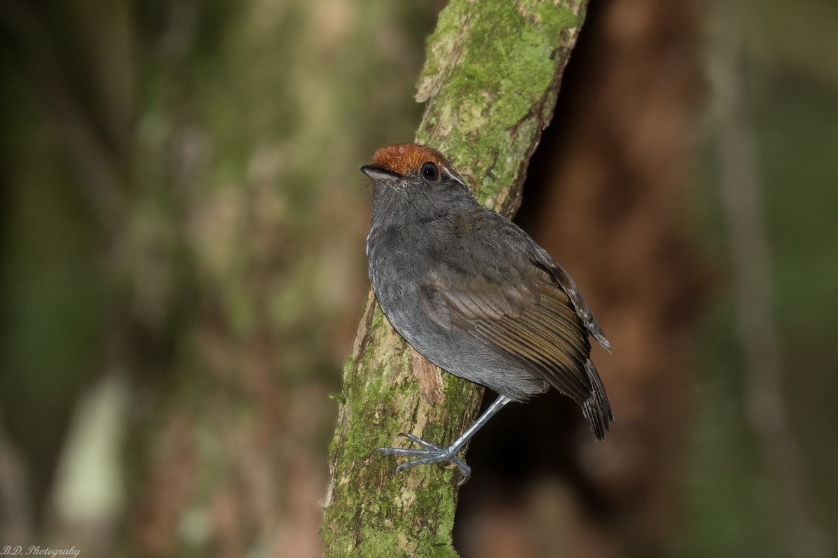 Chestnut-crowned Gnateater - ML149167641