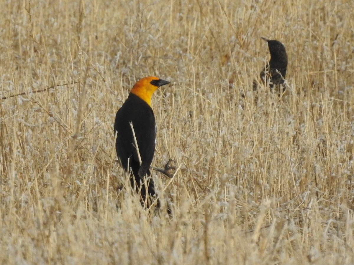Yellow-headed Blackbird - ML149168061