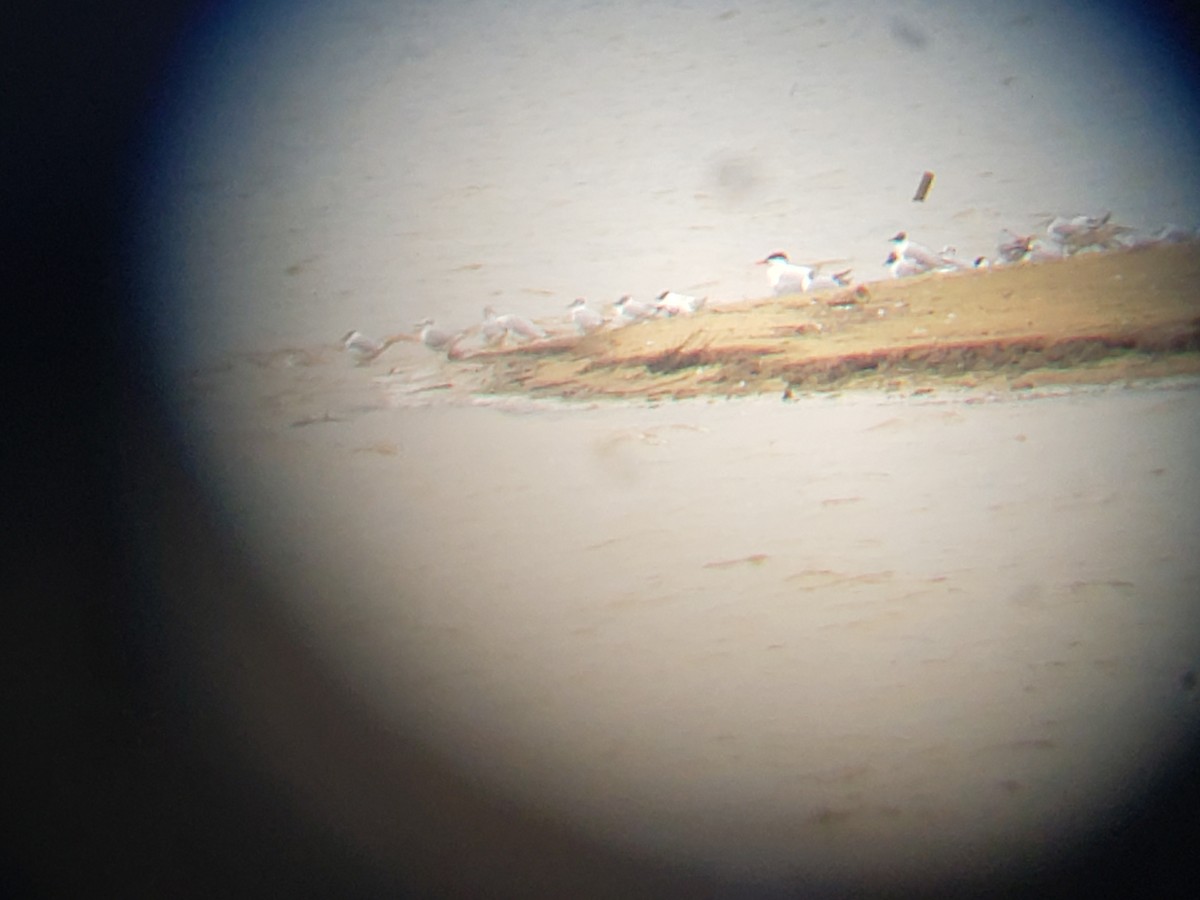 Caspian Tern - ML149169841
