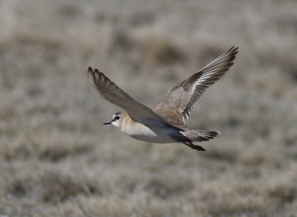 Mountain Plover - ML149171041