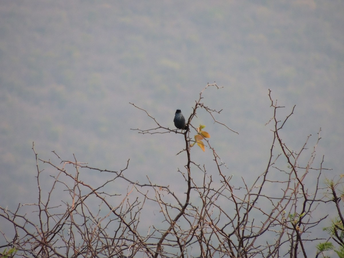 Mulato Azul - ML149173641