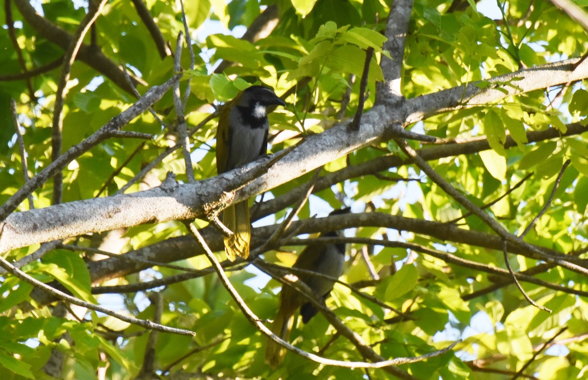 Black-headed Saltator - ML149174631