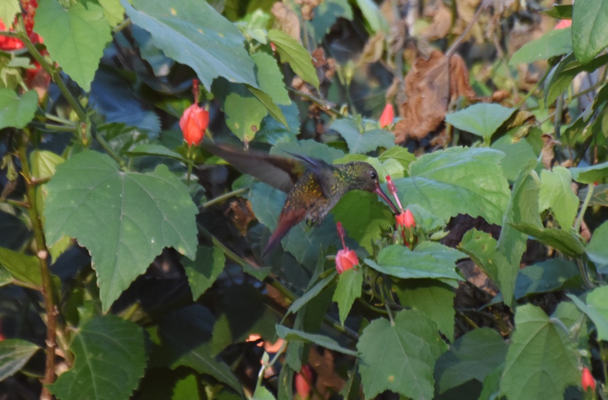 Buff-bellied Hummingbird - ML149174861