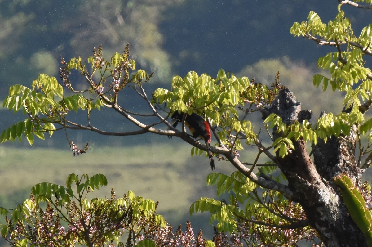 Collared Aracari - ML149176611