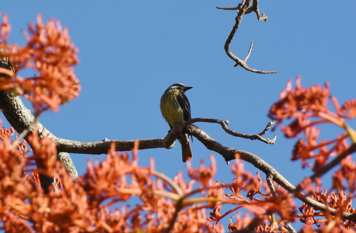 Sulphur-bellied Flycatcher - ML149177081