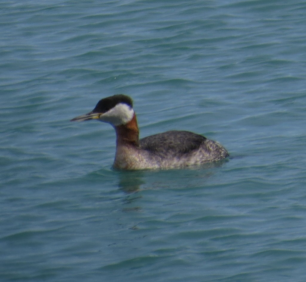 Red-necked Grebe - ML149179121