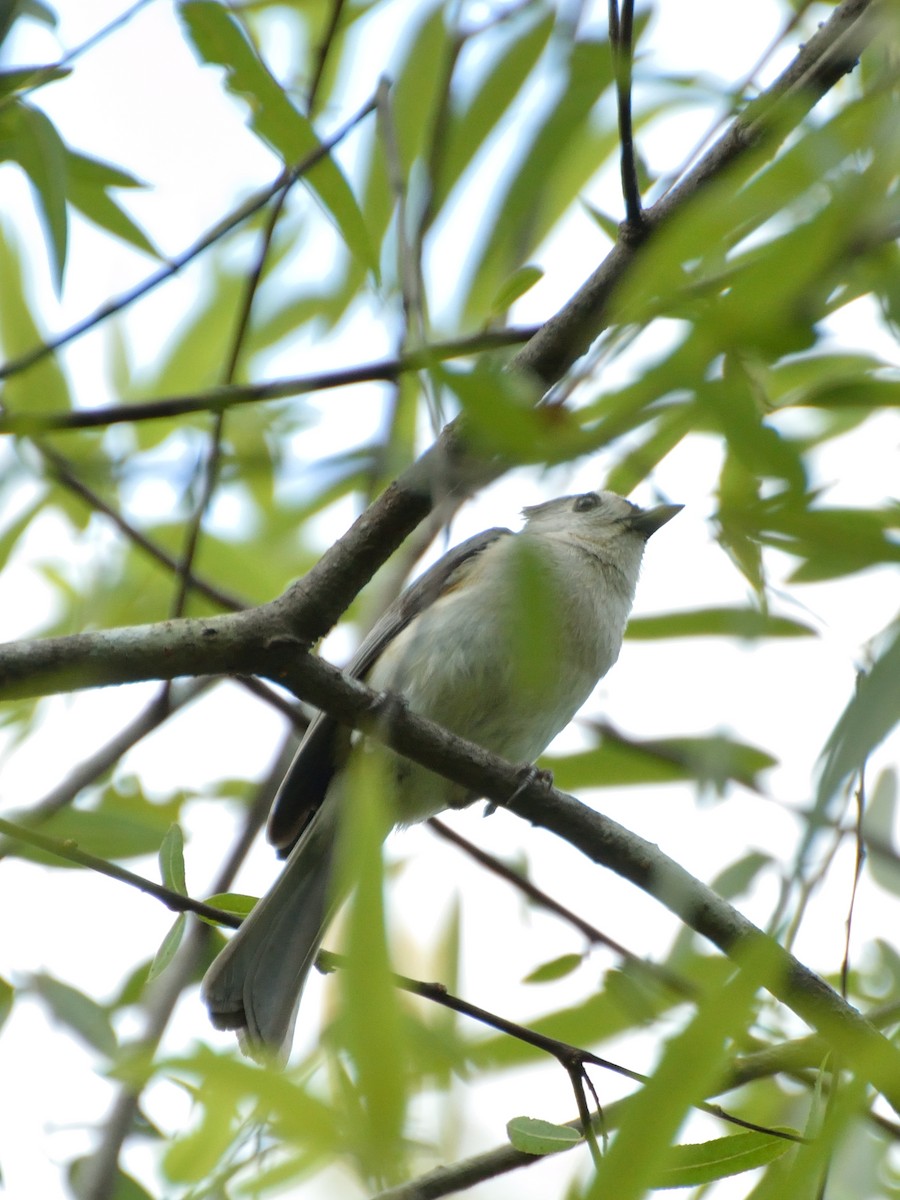 Tufted Titmouse - Bente Torvund