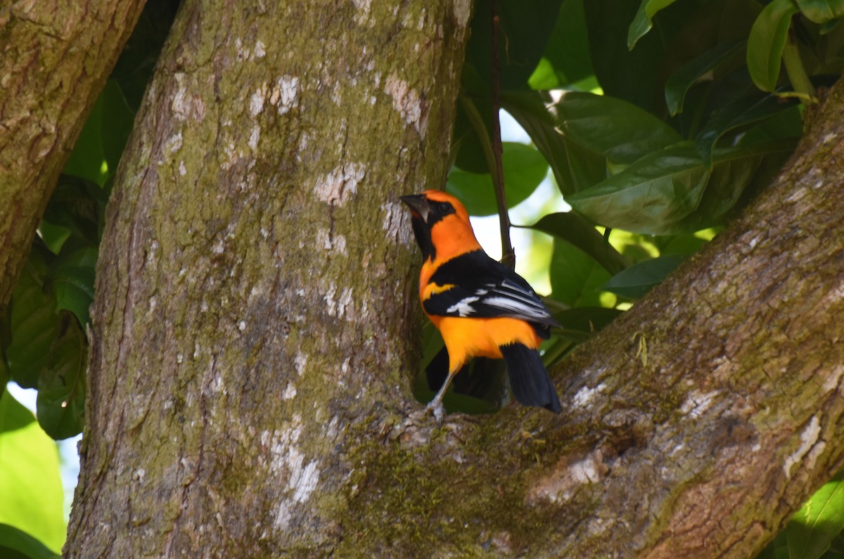 Altamira Oriole - ML149180311