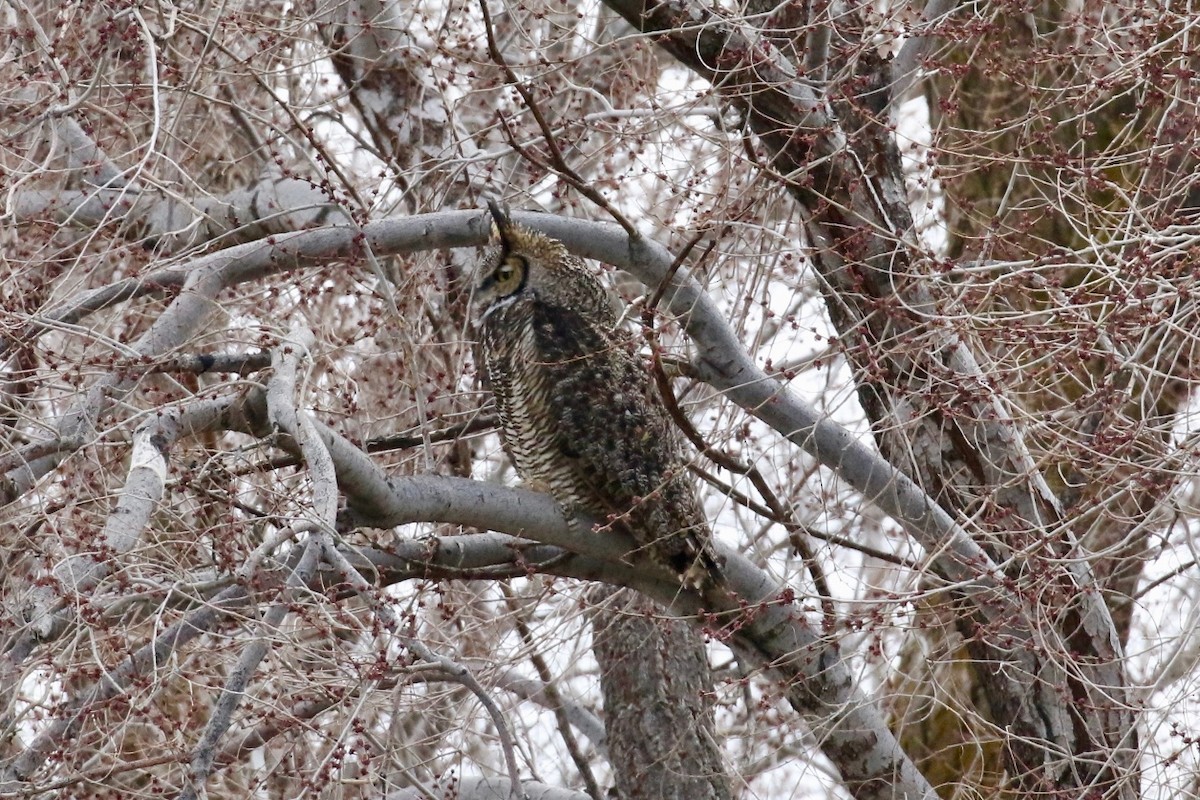 Great Horned Owl - ML149180591