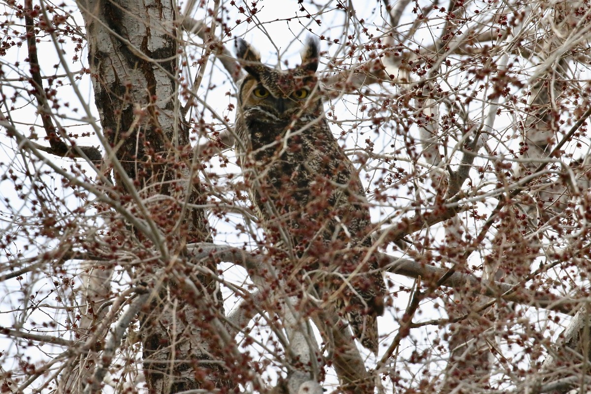 Great Horned Owl - ML149180631