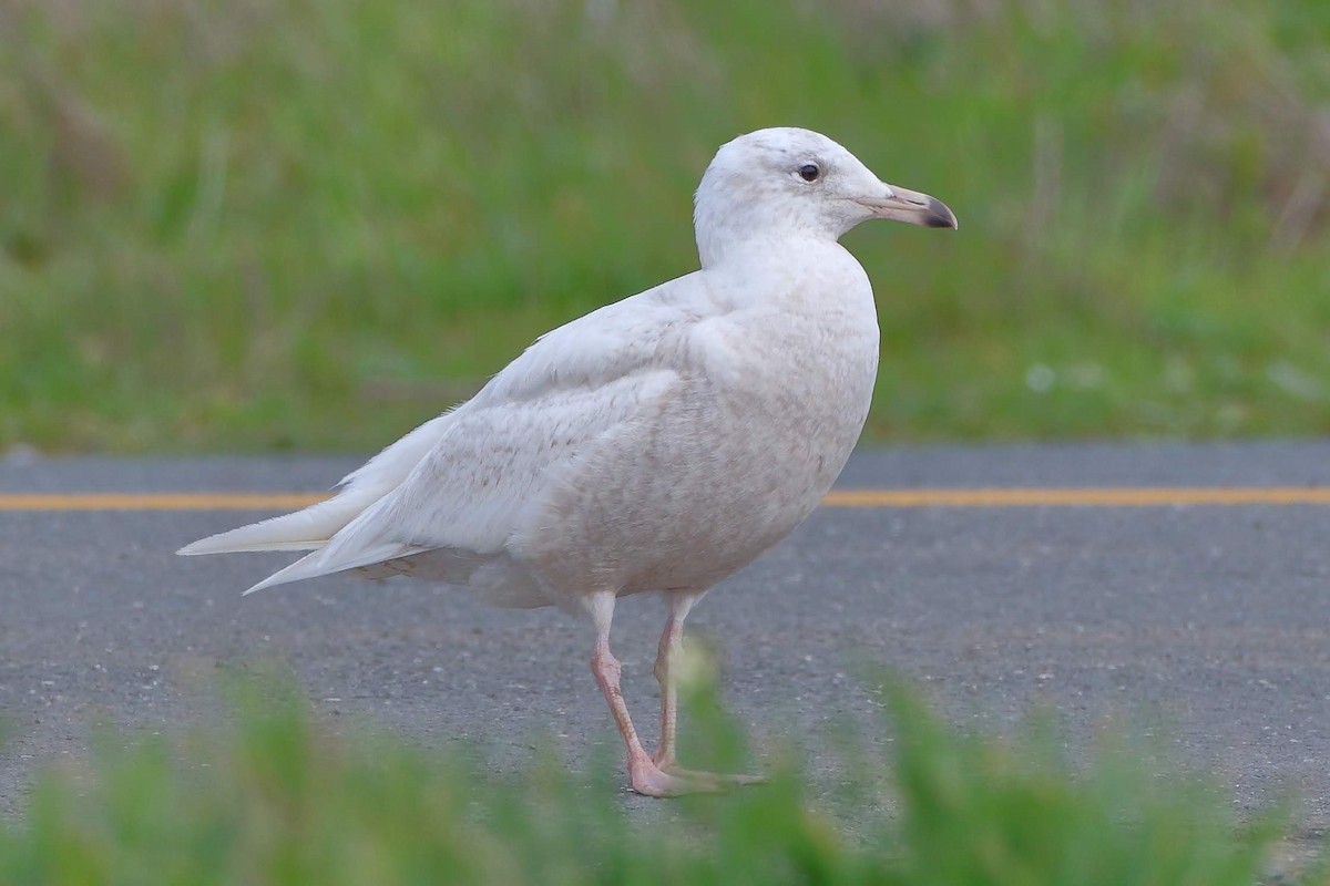 Glaucous Gull - ML149181821