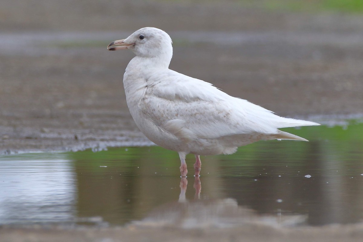 Glaucous Gull - ML149182451