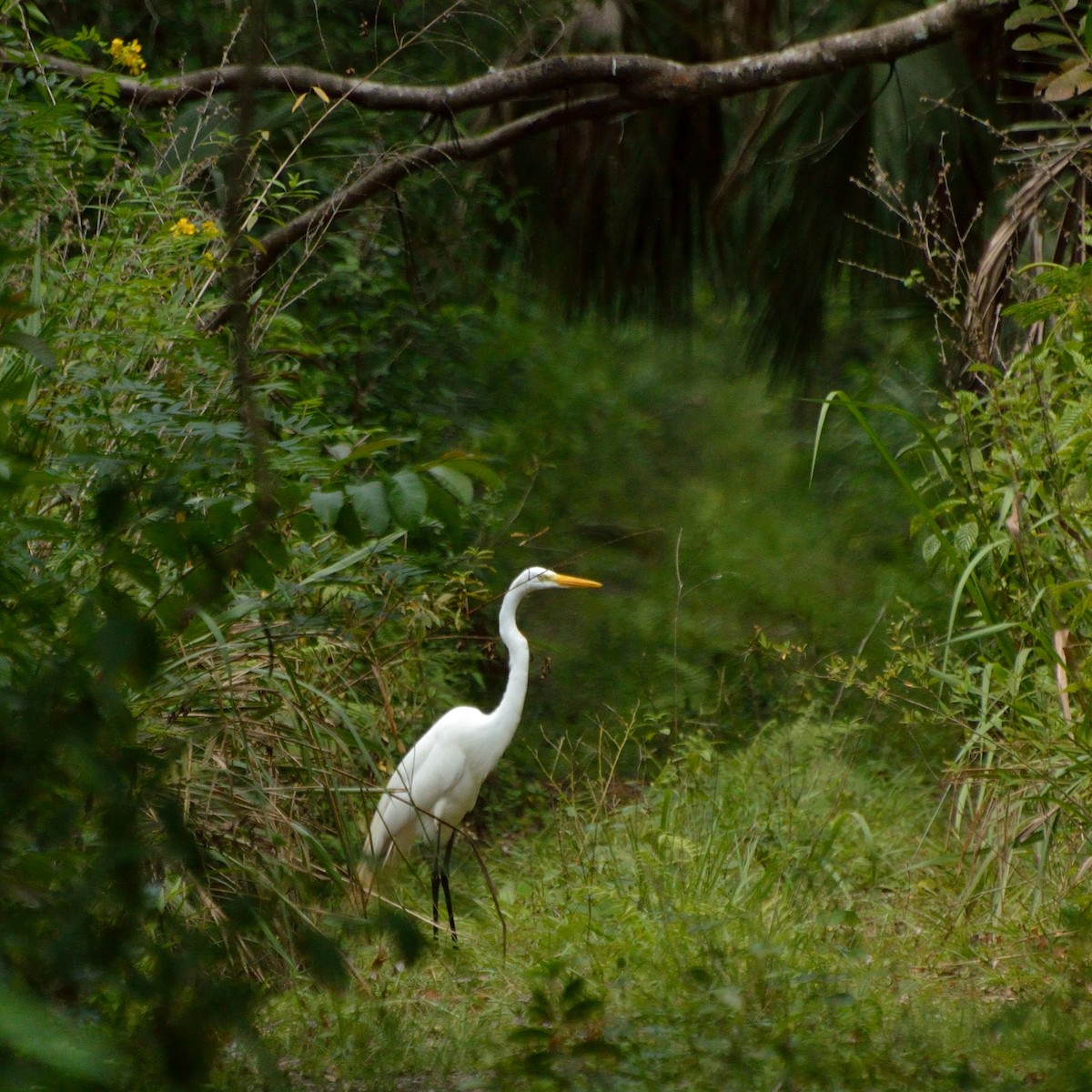 Great Egret - Bente Torvund