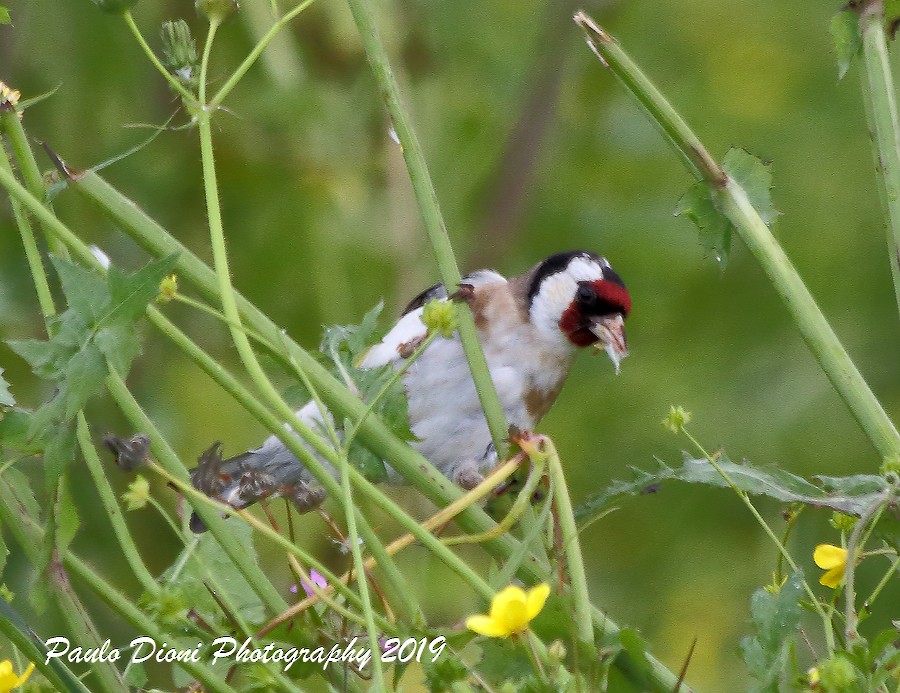 European Goldfinch - ML149184541