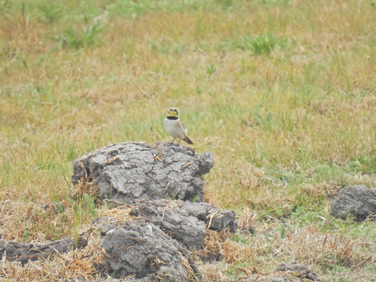 Horned Lark - ML149184661