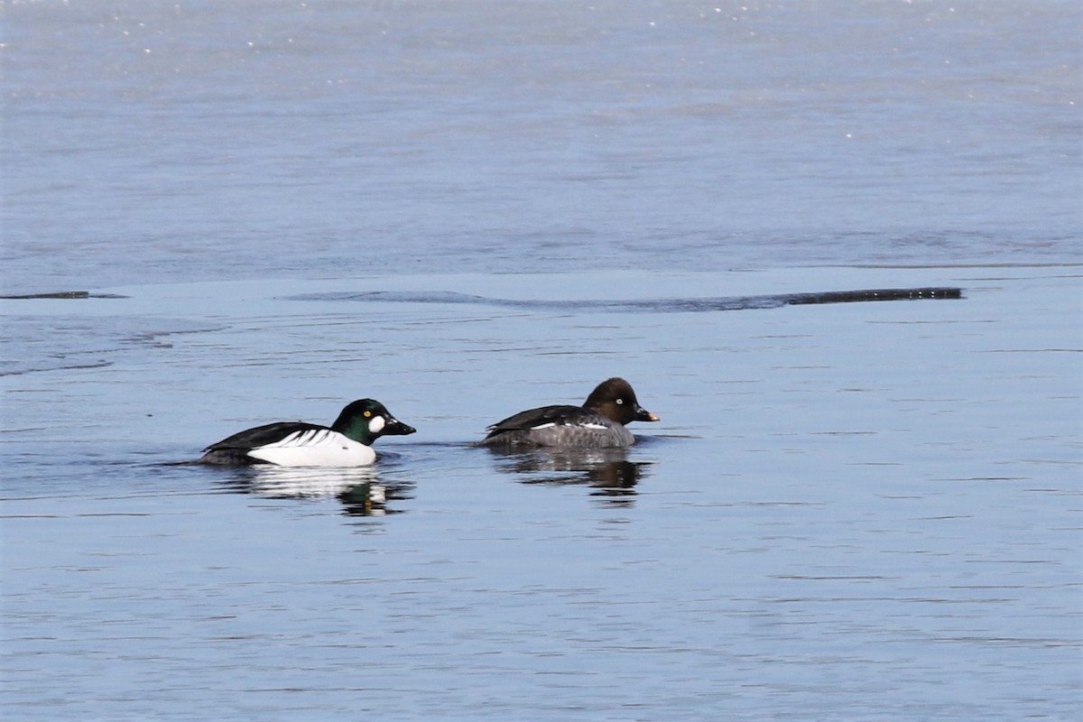 Common Goldeneye - ML149185471