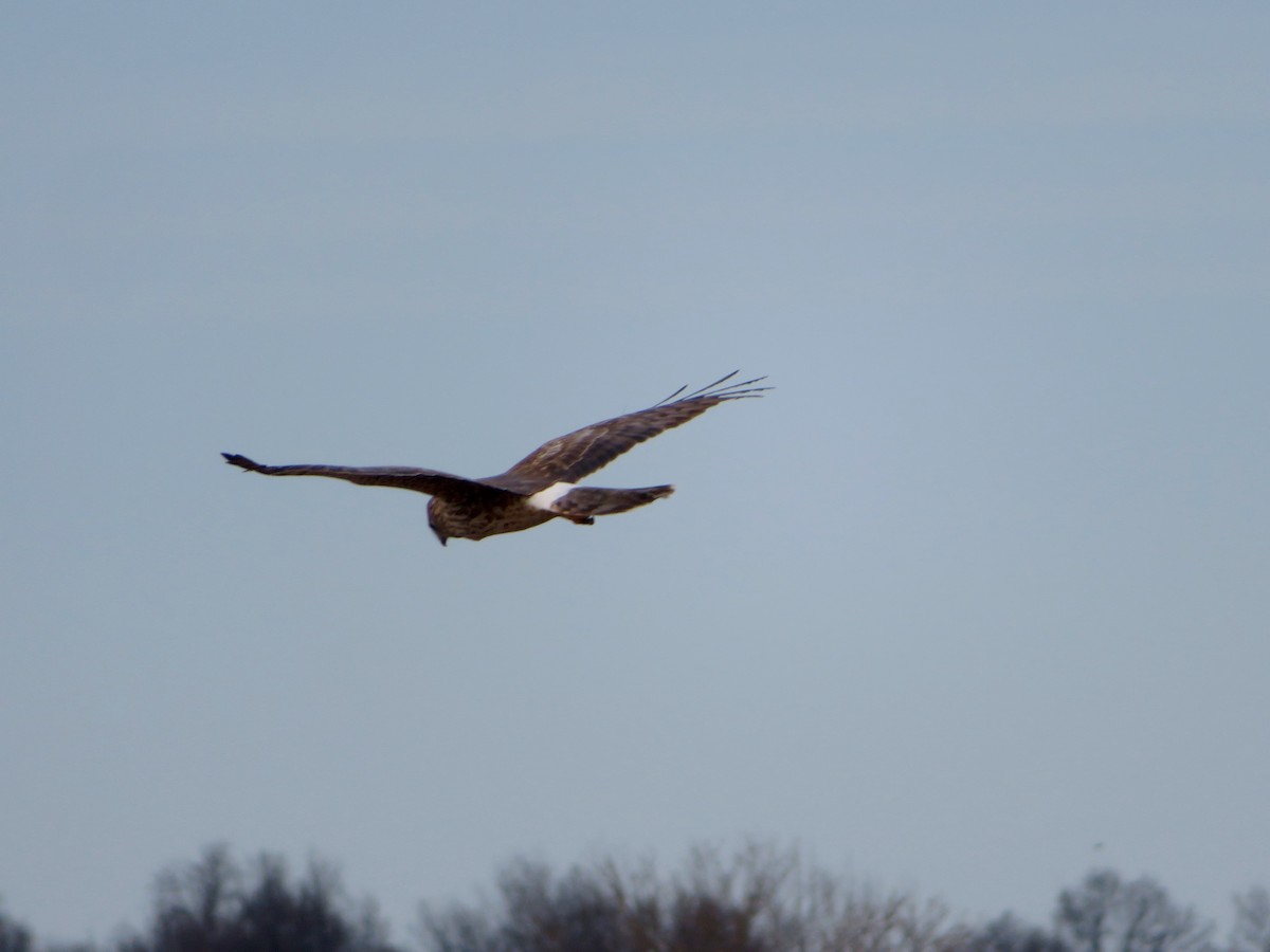 Northern Harrier - ML149185491