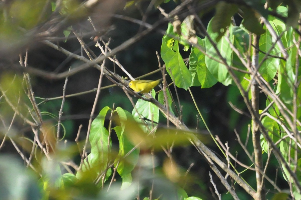 Forest White-eye - ML149187651