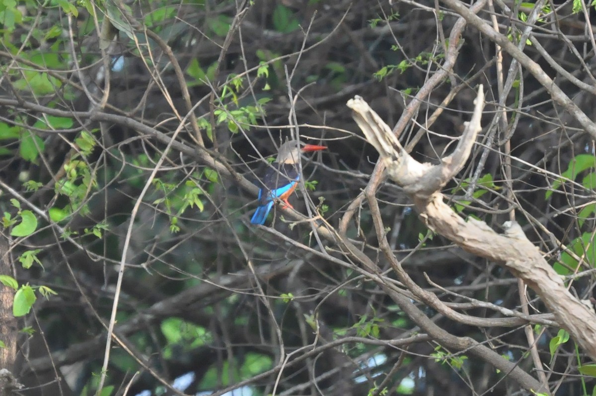 Gray-headed Kingfisher - Andres Angulo Rubiano