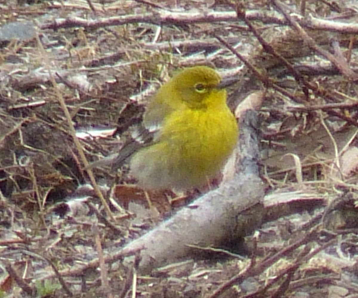 Pine Warbler - ML149188371