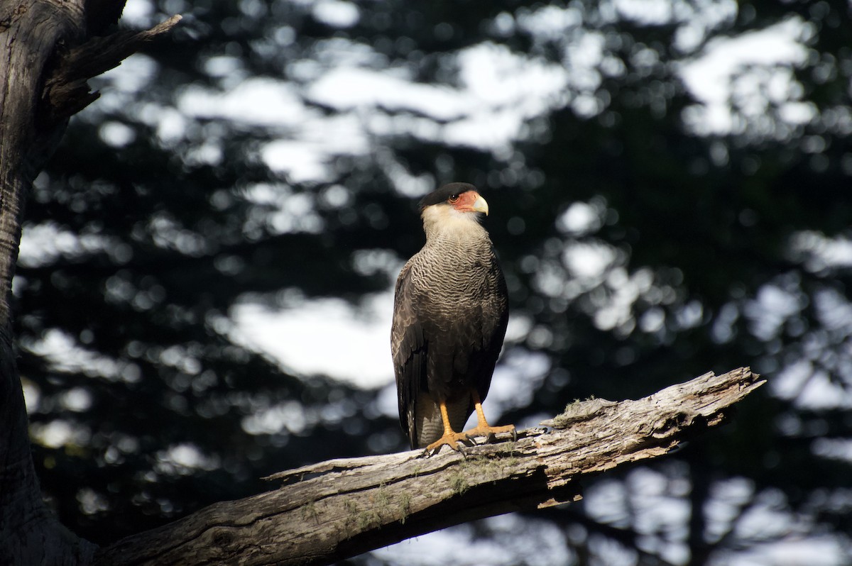 Crested Caracara (Southern) - ML149189081