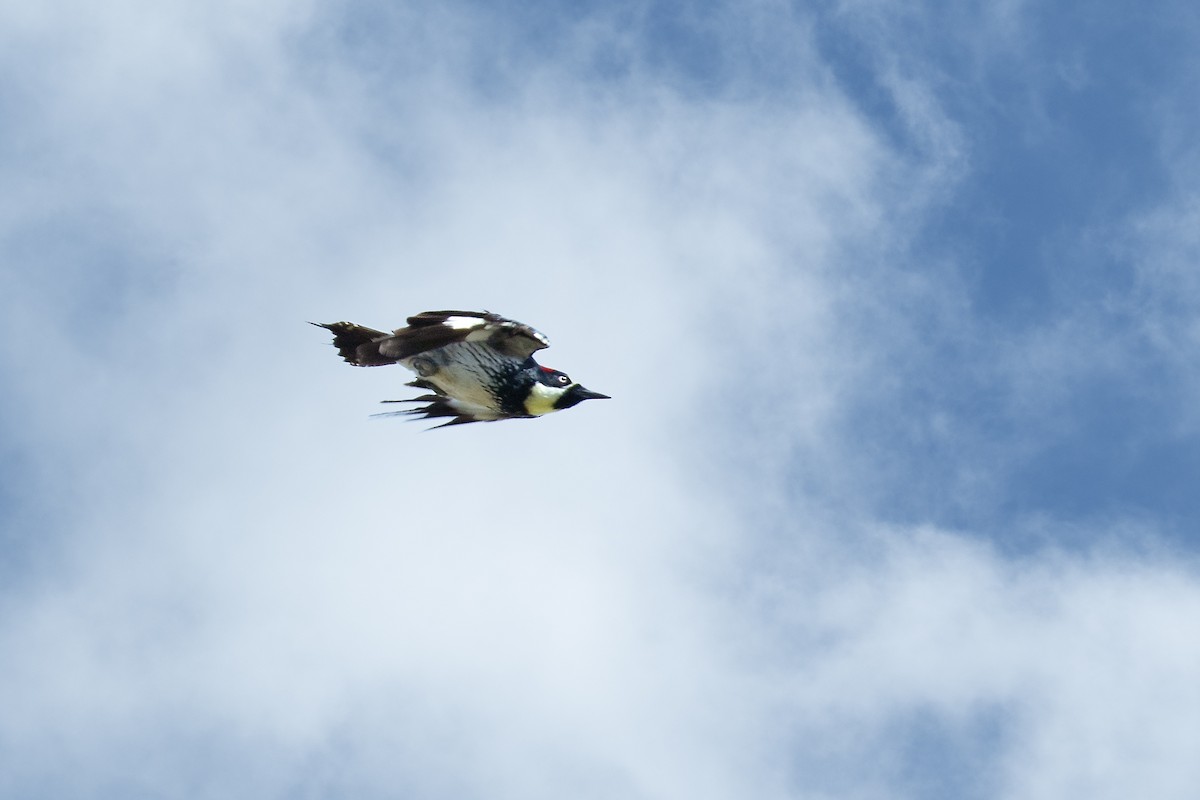 Acorn Woodpecker - ML149190861