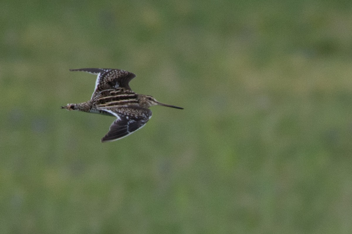 Common Snipe - Al Božič