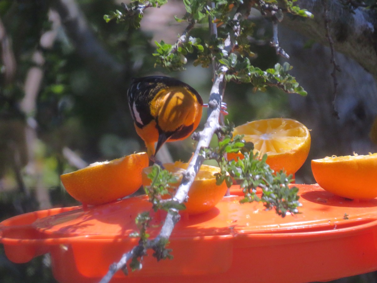 Oriole masqué (cucullatus/sennetti) - ML149191771