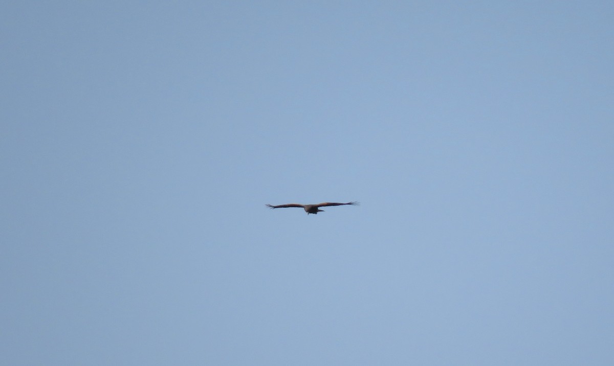 Harris's Hawk - ML149191831