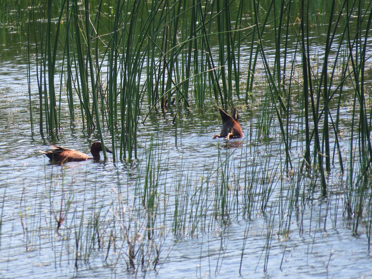 Cinnamon Teal - ML149191851