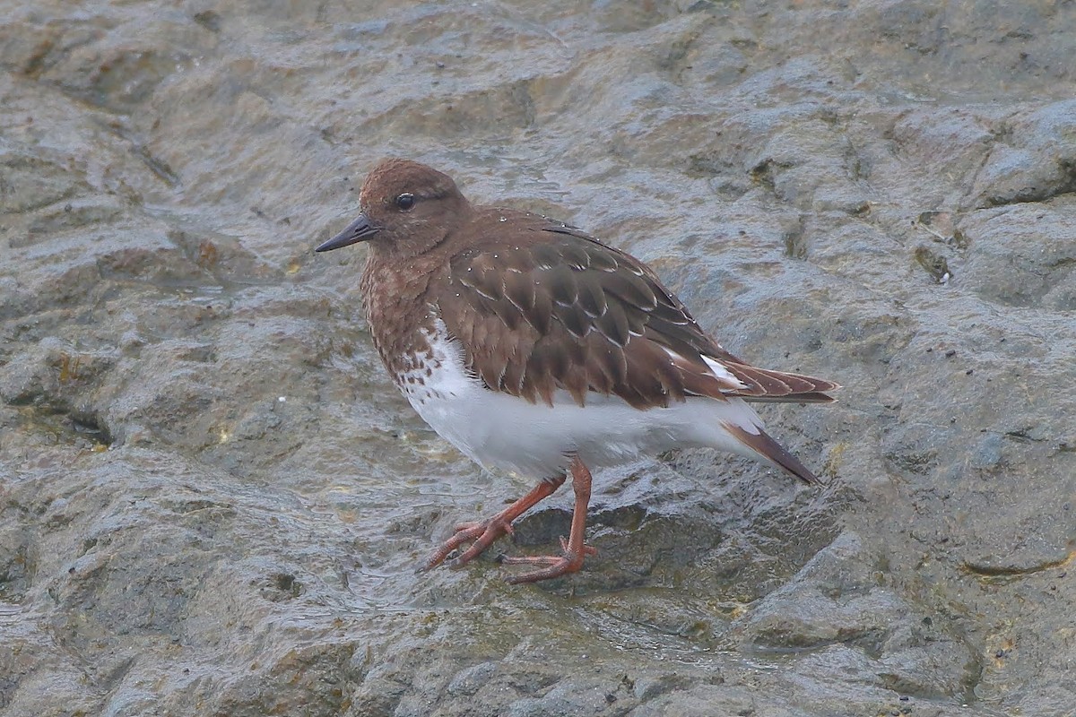 Black Turnstone - Keith Leland