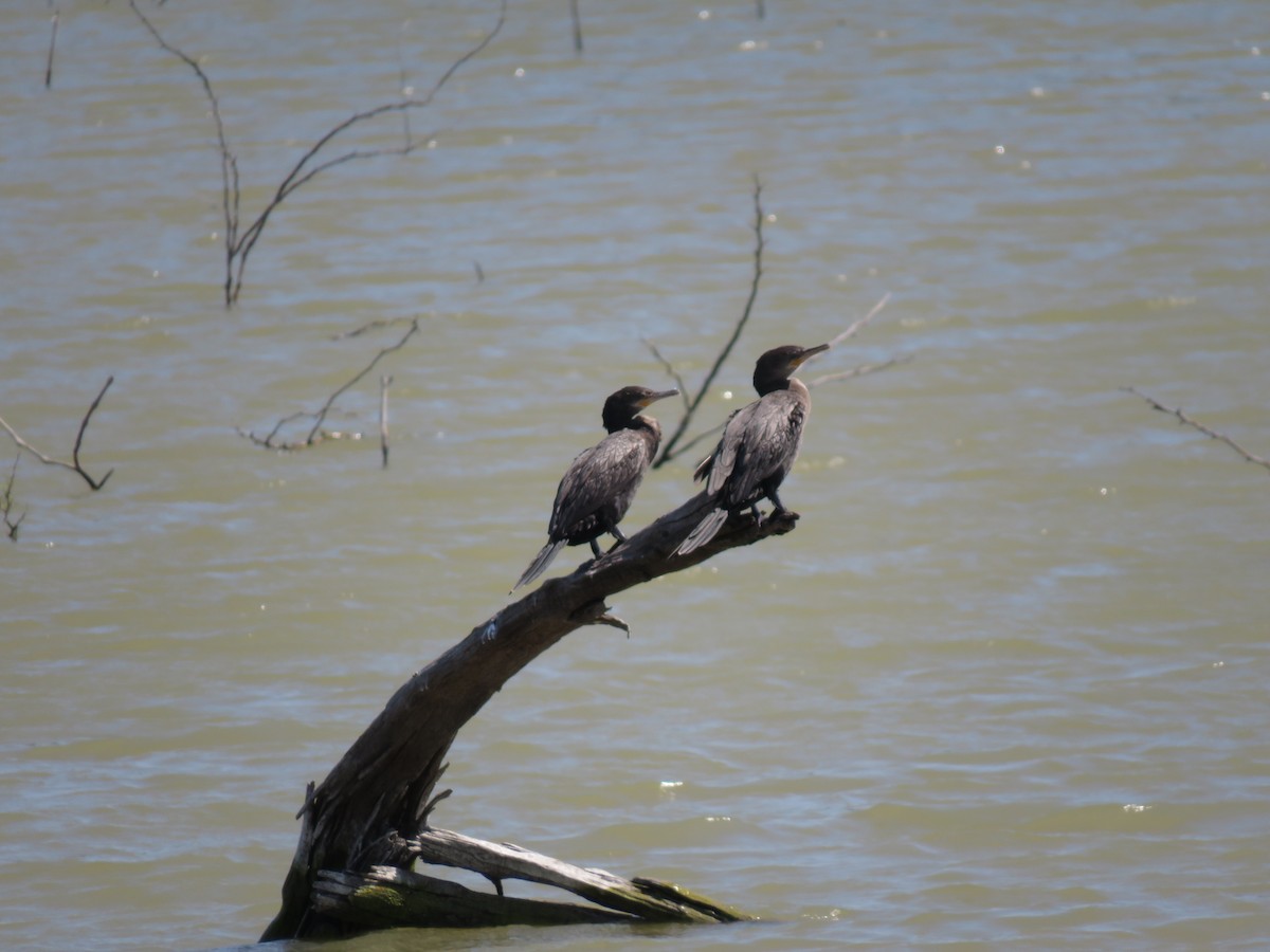 Cormoran vigua - ML149192161