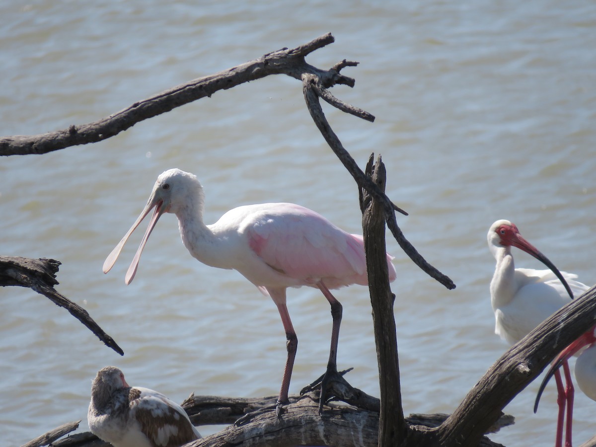 Roseate Spoonbill - ML149192251