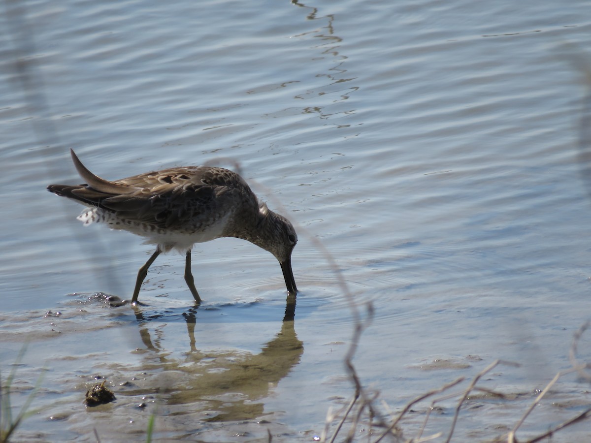 Long-billed Dowitcher - Cole DiFabio