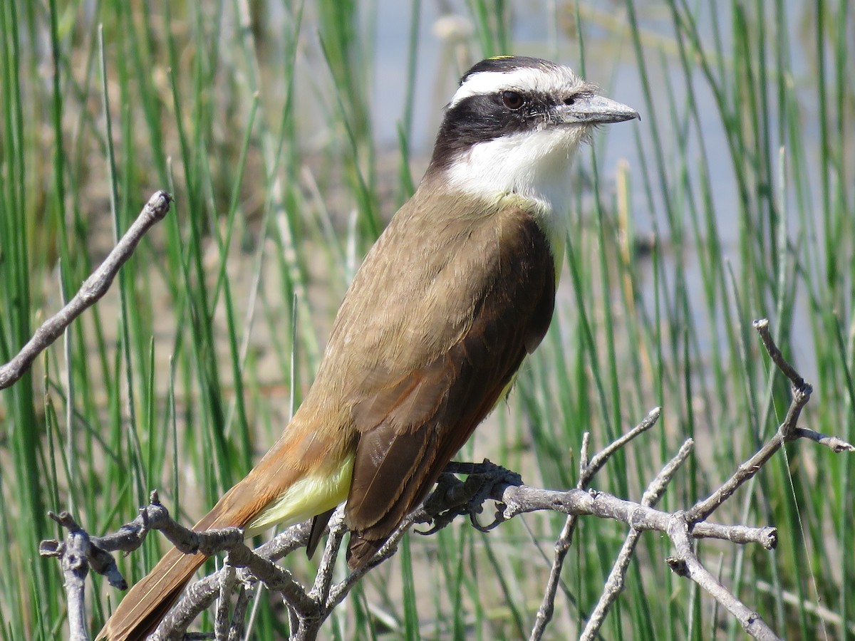 Great Kiskadee - ML149192581