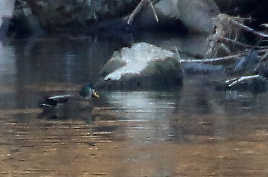 Mallard x American Black Duck (hybrid) - ML149192701